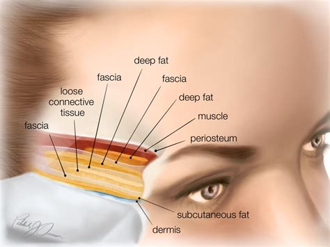 Academy anatomy temples - Cutaneous