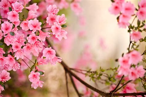 Spring Floral Wallpapers - Top Free Spring Floral Backgrounds ...