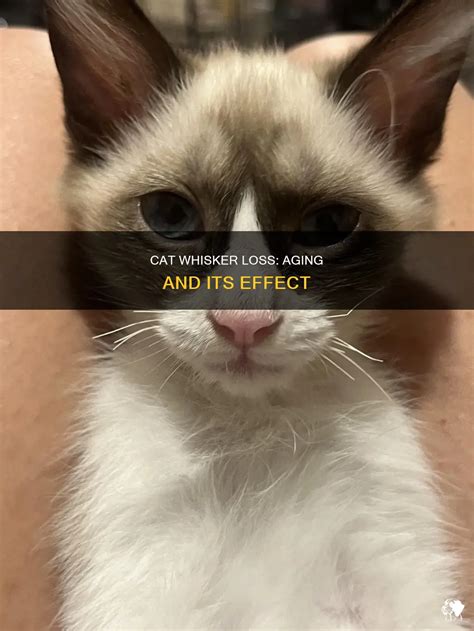 Do Cats Regrow Whiskers