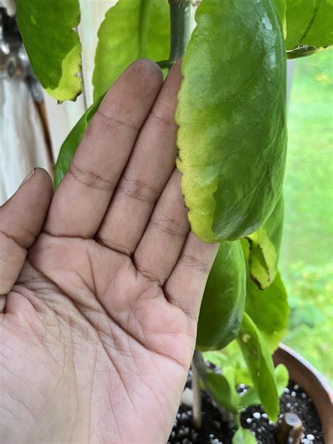 Bryophyllum pinnatum “leaf of life” plant yellowing leaves getting soft ...
