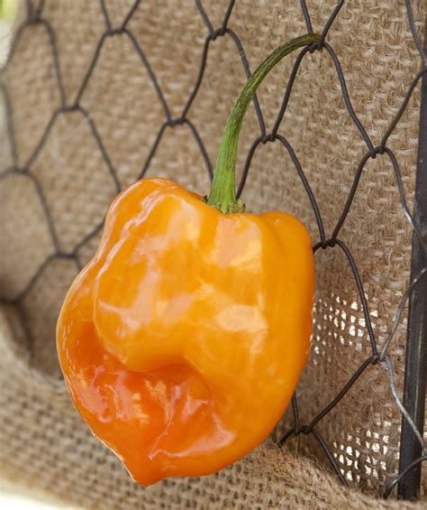 Orange Habanero Heirloom Pepper Premium Seed Packet - Etsy