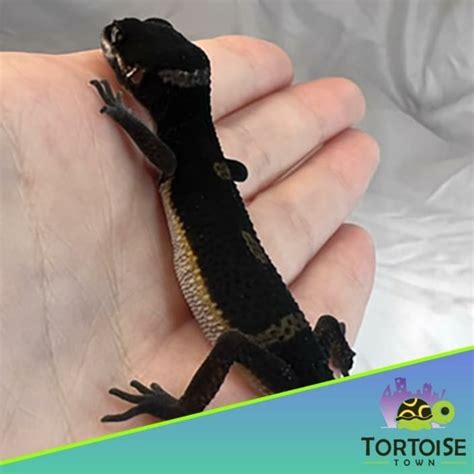 black night leopard gecko for sale | black night leopard geckos price