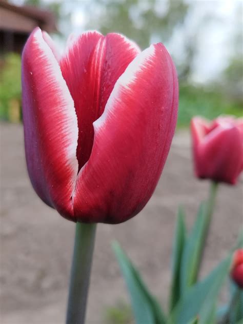 Тюльпан Триумф Армани (5 шт.) из каталога Тюльпаны – купить с доставкой ...