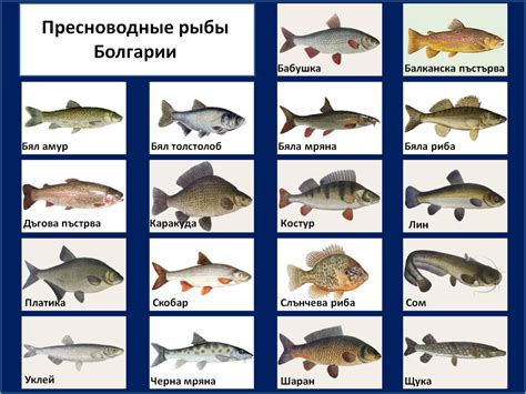 Пресноводные рыбы России: с фото и названиями, речная рыба