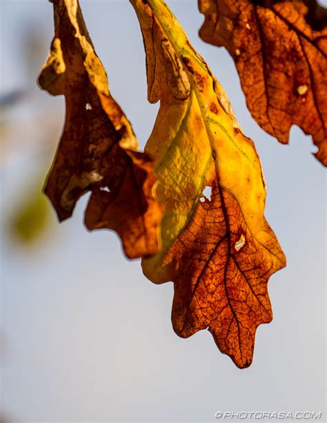 Autumn Leaves - Photorasa Free HD Photos