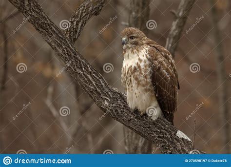 Juvenile Red Tailed Hawk