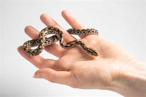 The Best and Most Complete List of 225+ Pet Snake Names - A-Z Animals