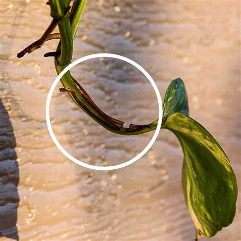 Pothos Plant Vs Philodendron