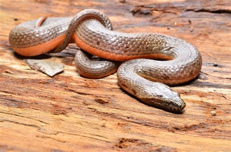 Carnivore Cafe Snake