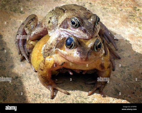 TWO NATIVE BRITISH FROGS IN A MATING POSITION RE SPRINGTIME SPRING ...