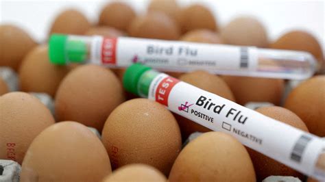 Key bird flu response personnel accidentally fired from USDA