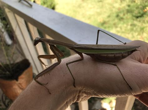 Giant Praying Mantis