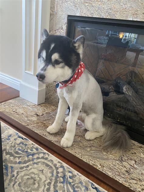 Is It Okay To Shave A Husky