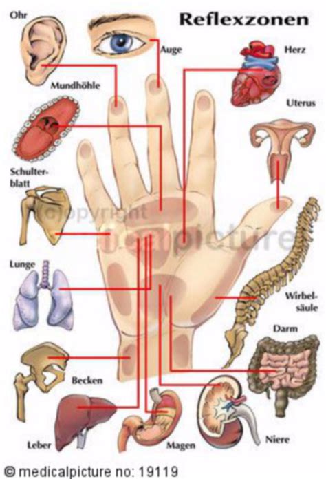 Hand reflexology chart - DocCheck
