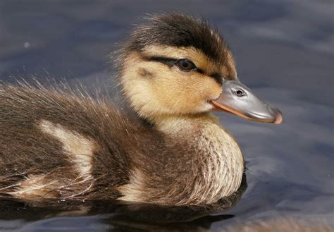 Small+Puffy+Breasts Photos, Download The BEST Free Small+Puffy+Breasts ...