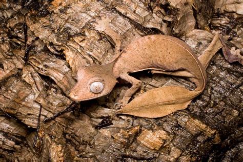 25 Facts About Satanic Leaf-tailed Gecko - Facts.net