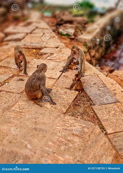 Vertical of an Adorable Group of Big and Small Monkeys Where a Small ...