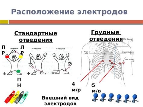 Электрокардиография. Электрофизиологические основы ЭКГ - презентация онлайн