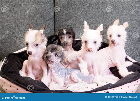 Chinese crested puppy dogs stock photo. Image of animal - 13159764