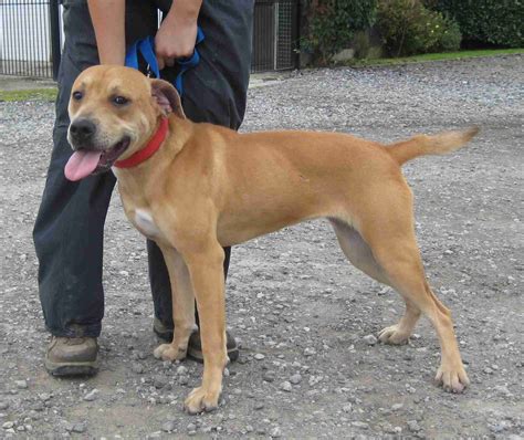 Staffy Lab Mix at Karla Trent blog