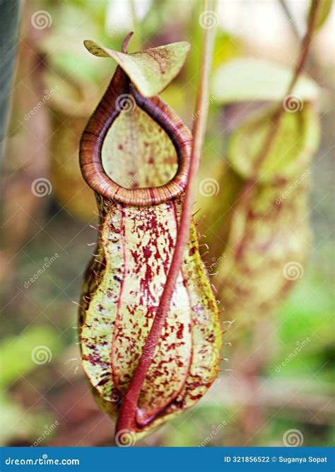 Tropical Pitcher Plant