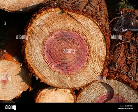 giant sequoia, giant redwood (Sequoiadendron giganteum), timber Stock ...