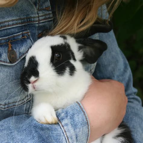 Are Rabbits Good Pets? A Comprehensive Guide, Pros and Cons