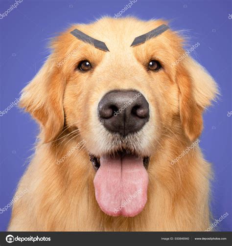 Dog Eyebrows