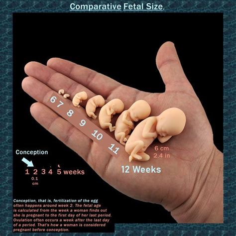 Week by week actual fetal size models. First trimester to week 12 ...