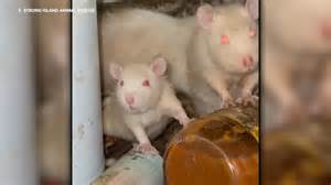 Rats take over home in Rocky Point, Long Island; volunteers seeking ...