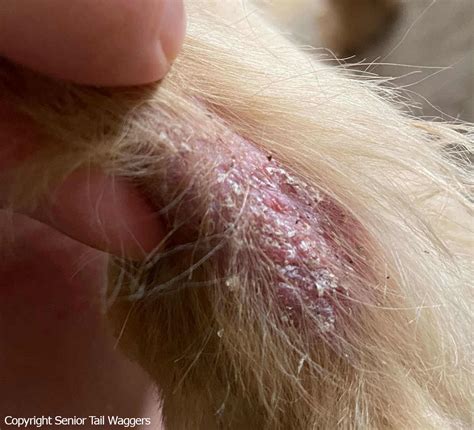 Scabs on Dog’s Head or Neck: Top Reasons [With Pictures]