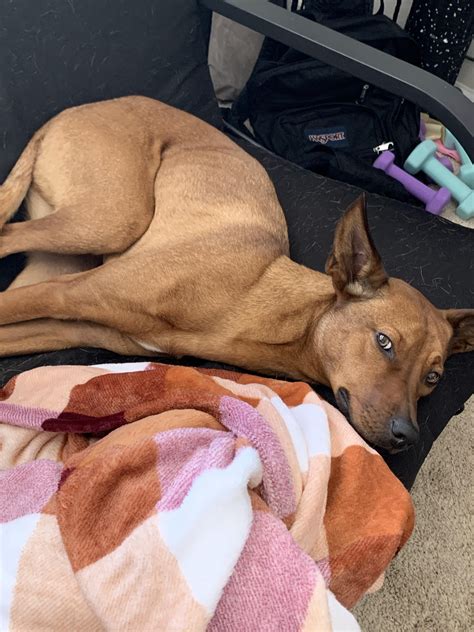 How often do you bathe your dogs? Rhaegar gets paw baths once a week to ...