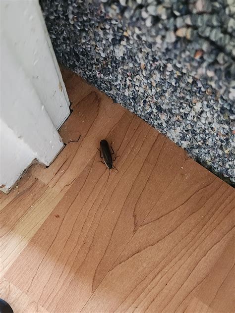 Roaches Scattering Gif Transparent
