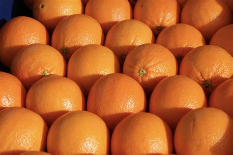 When Are Oranges in Season in Egypt? | Gaara Export