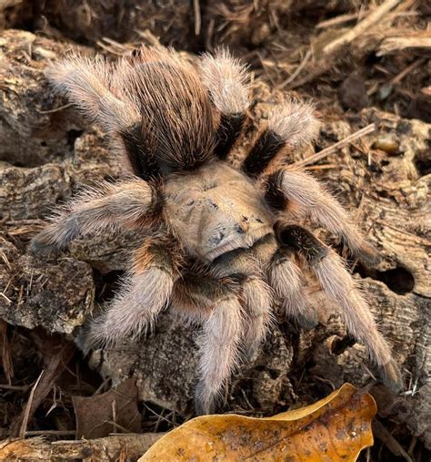 Arizona Blonde Tarantula for sale | Snakes at Sunset
