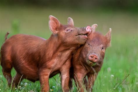 Tamworth pigs - Ray Brown Wildlife Photography | Ray Brown Wildlife ...