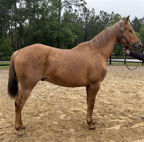 Gentle QH Gelding