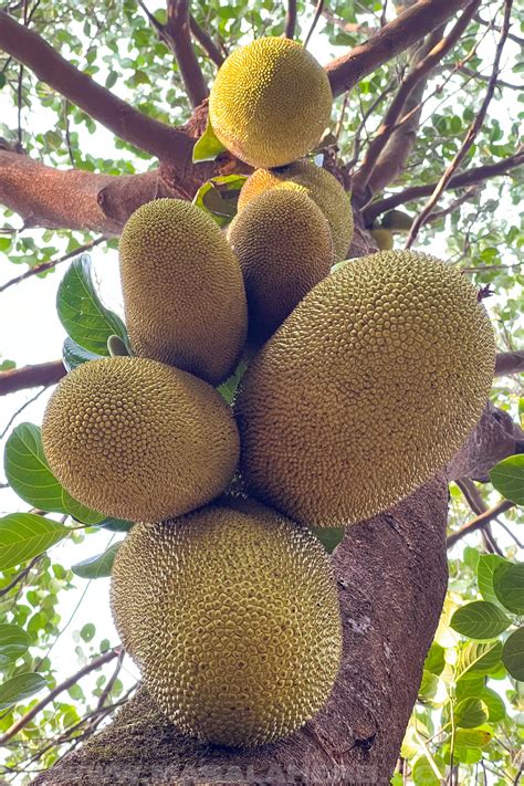 Breadfruit VS Jackfruit: What's the difference?