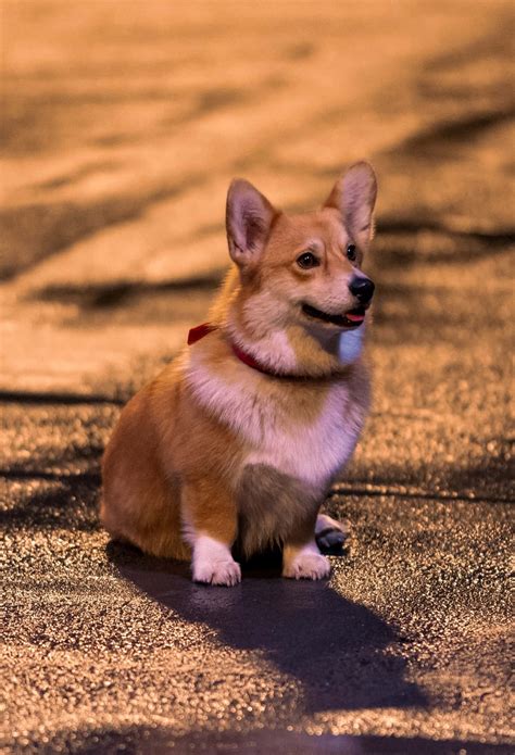 Download The adorable and intelligent Corgi named Ein from Cowboy Bebop ...