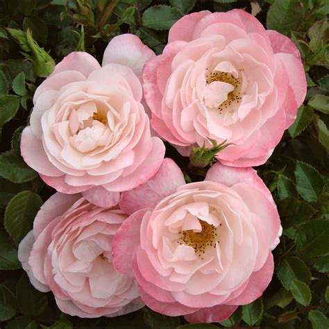 10 Most Fragrant Roses to Enrich Your Garden's Aroma