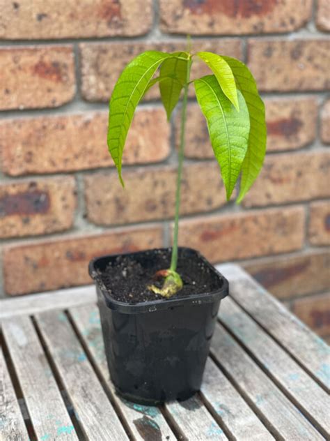 Mango seedlings growing