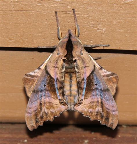 Family Sphingidae (Sphinx Moths, Hawkmoths) | Butterflies and Moths of ...