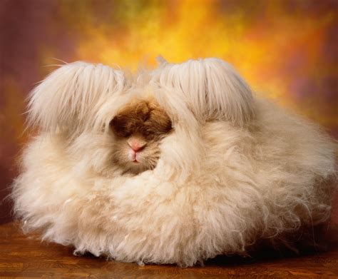 Angora Dwarf Rabbit