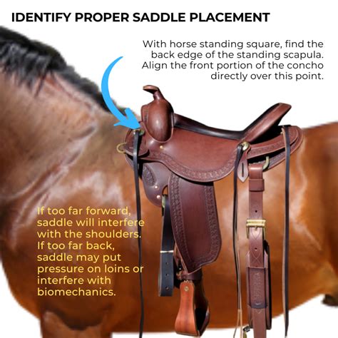 Saddle Fitting for Clydesdale Horses: What You Need to Know | Horse ...