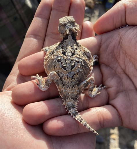 Desert Horned Lizards