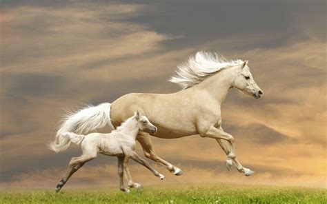 Baby Horse Wallpapers - Top Free Baby Horse Backgrounds - WallpaperAccess