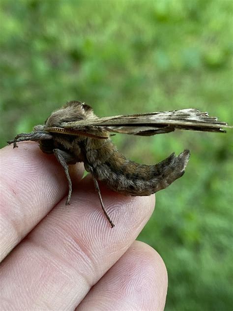 Beautiful female (I think) Blinded Sphinx Moth (Paonias excaecatus ...