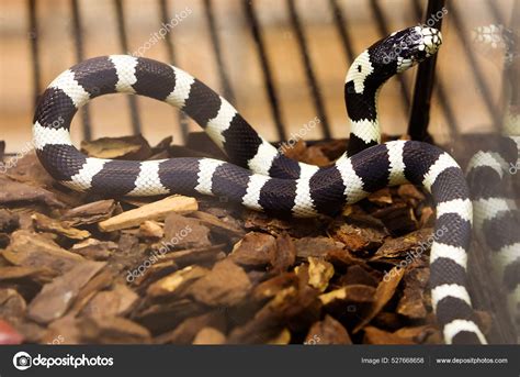 California King Snake Black White Non Venomous Snake Genus Royal ...