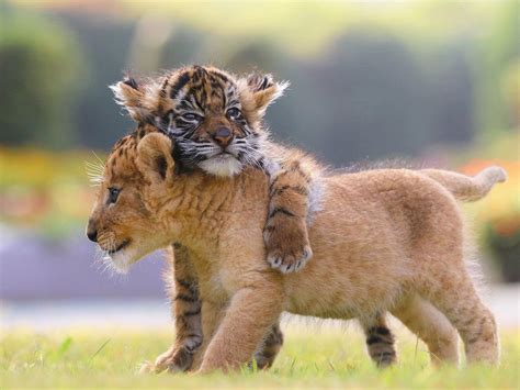 African Tiger And Lion