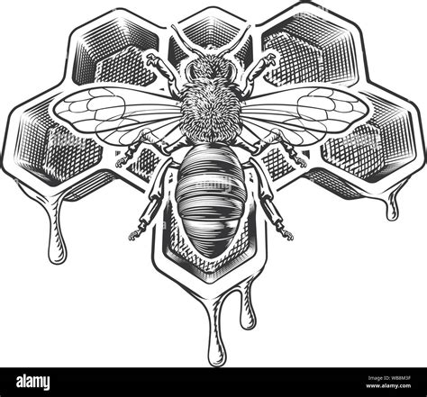 Honey Bumble Bee and Honeycomb Vintage Drawing Stock Vector Image & Art ...
